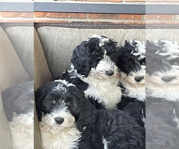 Medium Photo #6 Sheepadoodle Puppy For Sale in SPRINGDALE, AR, USA