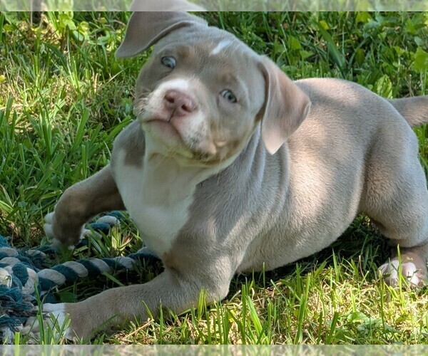 Medium Photo #5 American Bully Puppy For Sale in COUDERSPORT, PA, USA