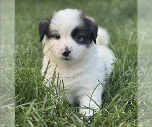 Pembroke Welsh Corgi-Pomeranian Mix Dogs for adoption in Anchorage, AK, USA