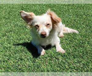 Chion Dogs for adoption in San Francisco, CA, USA