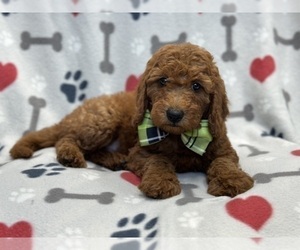 Goldendoodle (Miniature) Puppy for Sale in LAKELAND, Florida USA