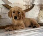 Small Photo #3 Golden Retriever Puppy For Sale in DENTON, TX, USA