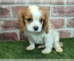 Small #5 Cavalier King Charles Spaniel