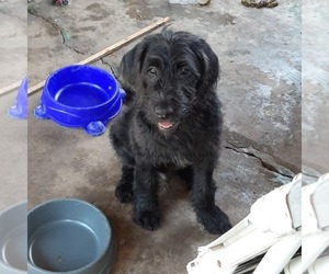 Labradoodle Puppy for sale in TYRONE, PA, USA
