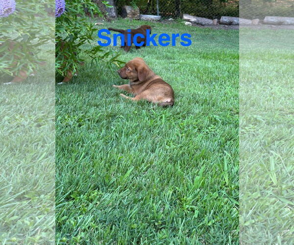 Medium Photo #7 Labrador Retriever-Unknown Mix Puppy For Sale in Ball Ground, GA, USA