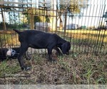 Small #8 Catahoula Leopard Dog