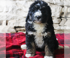 Bernedoodle Puppy for sale in MANHEIM, PA, USA