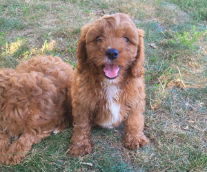 Cavalier King Charles Spaniel-Poodle (Toy) Mix Puppy for sale in NOVI, MI, USA