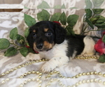 Small Photo #2 Dachshund Puppy For Sale in SHILOH, OH, USA