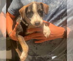 Small #1 Beagle Mix