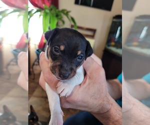 Chihuahua-Toy Fox Terrier Mix Puppy for sale in NORFOLK, VA, USA