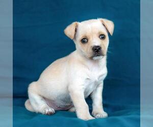 Chug Dogs for adoption in San Diego, CA, USA