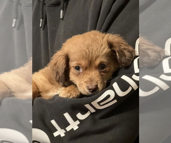 Medium Photo #4 Colonial Cocker Spaniel-Unknown Mix Puppy For Sale in Dana Point, CA, USA