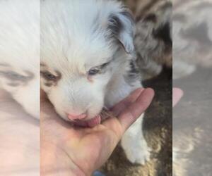 Border-Aussie Puppy for sale in FALLON, NV, USA