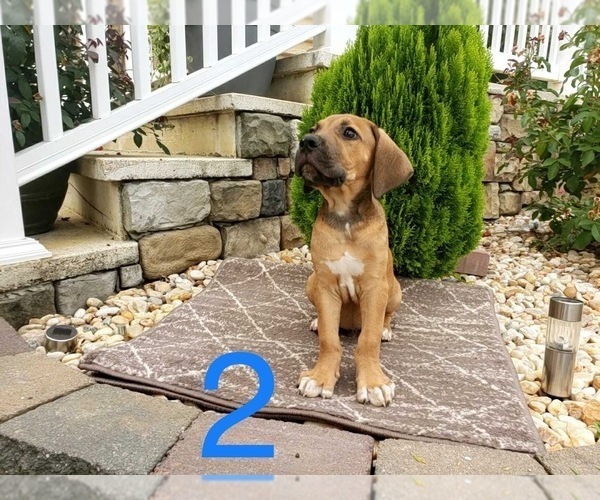 Medium Photo #4 Cane Corso Puppy For Sale in MONTPELIER, VA, USA