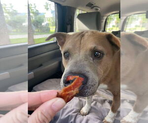 American Bulldog-Unknown Mix Dogs for adoption in Stratham, NH, USA