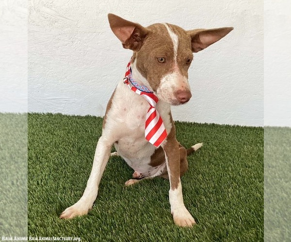 Medium Photo #3 Australian Kelpie-Chihuahua Mix Puppy For Sale in San Diego, CA, USA