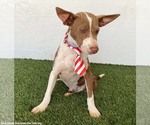 Small #2 Australian Kelpie-Chihuahua Mix