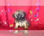 Small Photo #2 Shih Tzu-Shih-Poo Mix Puppy For Sale in SAN FRANCISCO, CA, USA