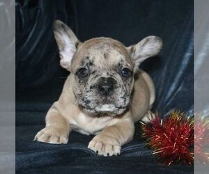 French Bulldog Puppy for sale in TAMPA, FL, USA