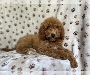 Cavapoo Puppy for Sale in LAKELAND, Florida USA