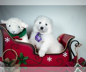 Maremma Sheepdog Puppy for sale in CONWAY, MO, USA