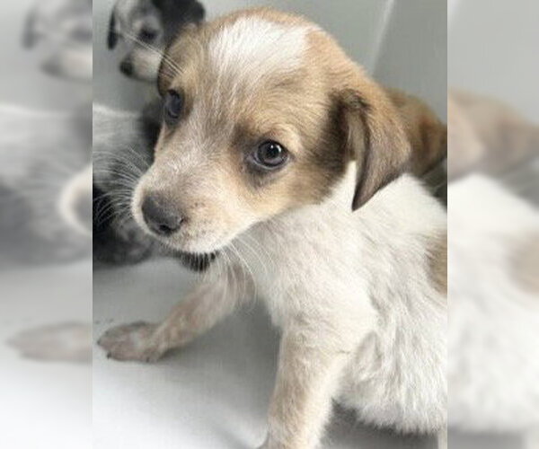 Medium Photo #1 Mutt Puppy For Sale in Houston, TX, USA