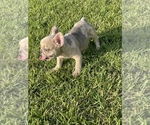 Small Photo #4 French Bulldog Puppy For Sale in FAIRBURN, GA, USA
