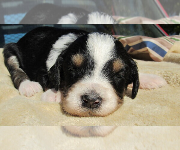 Medium Photo #1 Bernedoodle Puppy For Sale in BIG ROCK, IL, USA