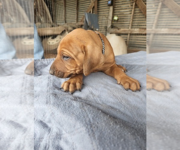 Medium Photo #1 Rhodesian Ridgeback Puppy For Sale in LOCKHART, TX, USA