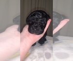 Small Photo #8 Poodle (Standard) Puppy For Sale in DRESDEN, TN, USA