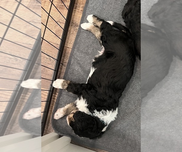 Medium Photo #13 Bernedoodle Puppy For Sale in MARTINSVILLE, IN, USA