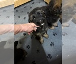 Puppy Blue Boy German Shepherd Dog
