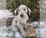 Small #2 Great Dane