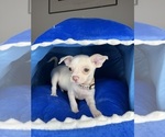 Small #2 Chihuahua