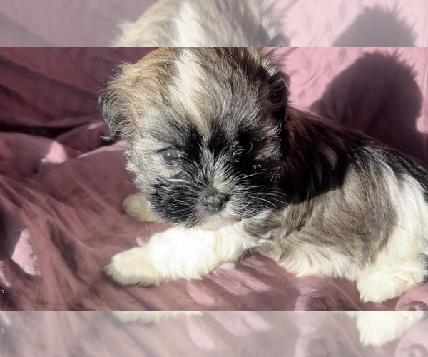 Medium Photo #2 Havanese Puppy For Sale in TWIN FALLS, ID, USA