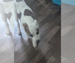 Small #3 Black Mouth Cur-Boxer Mix