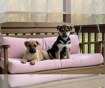 Small #4 Dalmatian-German Shepherd Dog Mix