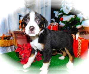 Bernese Mountain Dog-Rat Terrier Mix Puppy for sale in HAMMOND, IN, USA