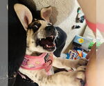 Small #10 American Bulldog-German Shepherd Dog Mix