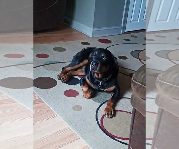 Medium Photo #1 Rottweiler Puppy For Sale in Catasauqua, PA, USA
