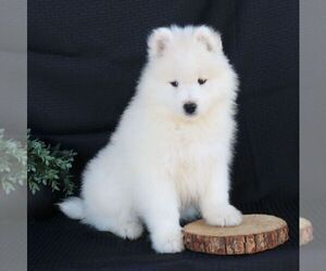 Boerboel Puppy for sale in GORDONVILLE, PA, USA