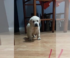 Labrador Retriever Puppy for sale in OSYKA, MS, USA