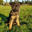 Small Photo #9 German Shepherd Dog Puppy For Sale in CASTLE ROCK, WA, USA