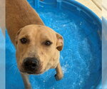 Small #1 Labrador Retriever