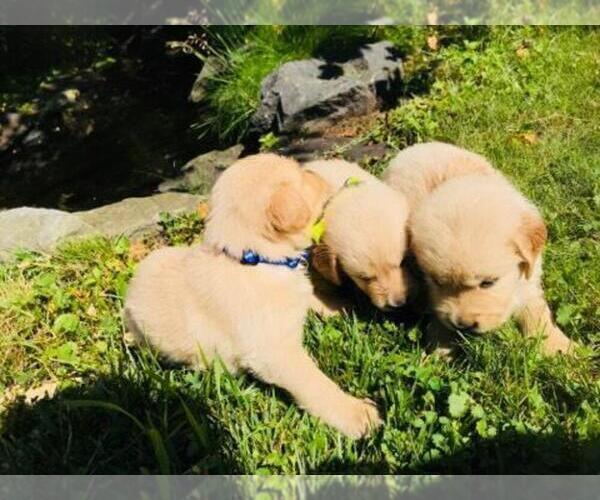 Medium Photo #6 Golden Retriever Puppy For Sale in ARCHBALD, PA, USA
