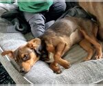 Small Photo #3 Dachshund-Unknown Mix Puppy For Sale in Corona, CA, USA
