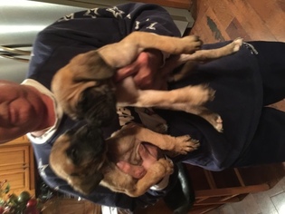 Mastiff Puppy for sale in ROCKWALL, TX, USA