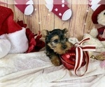 Small #5 Yorkshire Terrier
