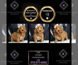 Goldendoodle (Miniature) Puppy for sale in WARSAW, IN, USA